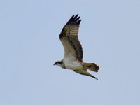 Fischadler (Pandion haliaetus) 18